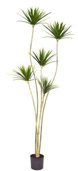 Dracaena Marginata Tree- 1.8m with 5 heads 